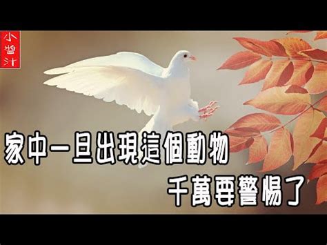 鳥死在家裡|家裡出現死鳥 鳥死在院子裡是擋災